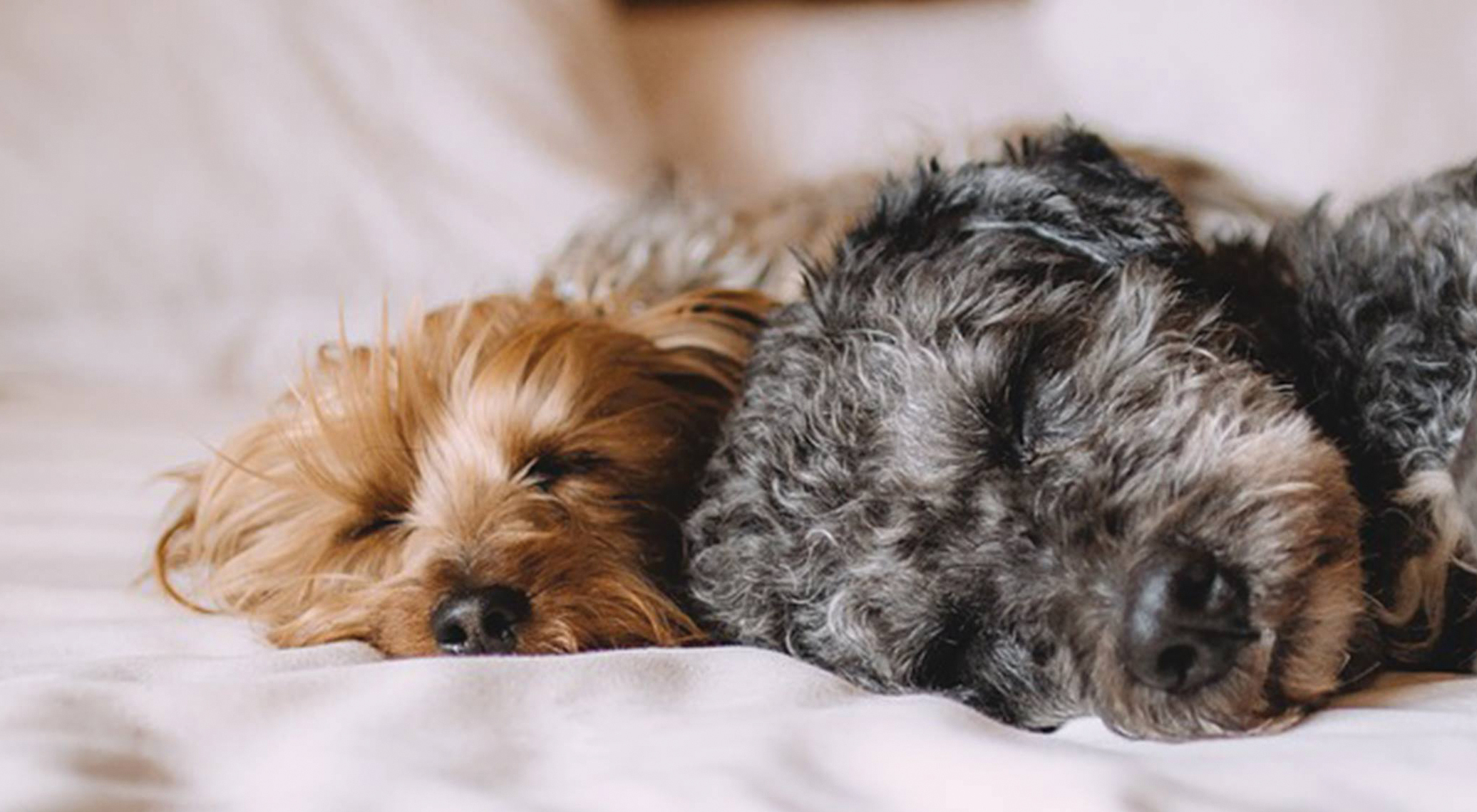 Doggy Deluxe Mallorca